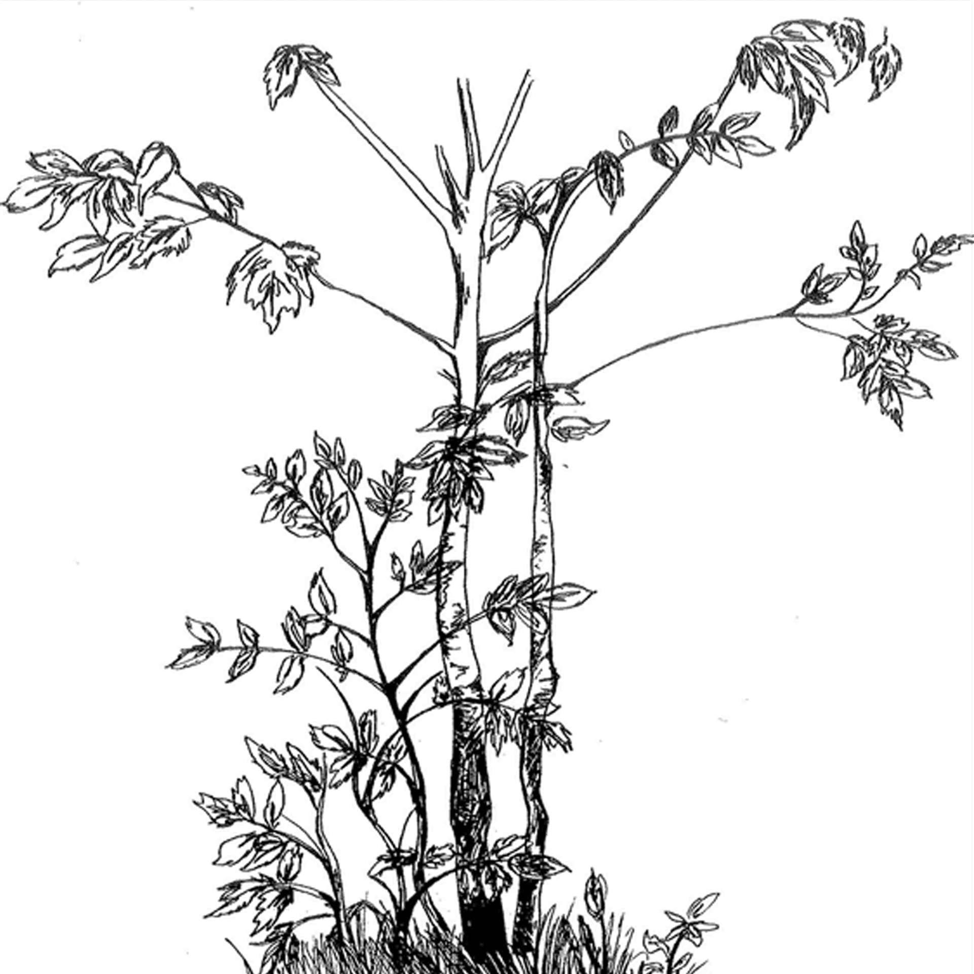 First Tree(1392)